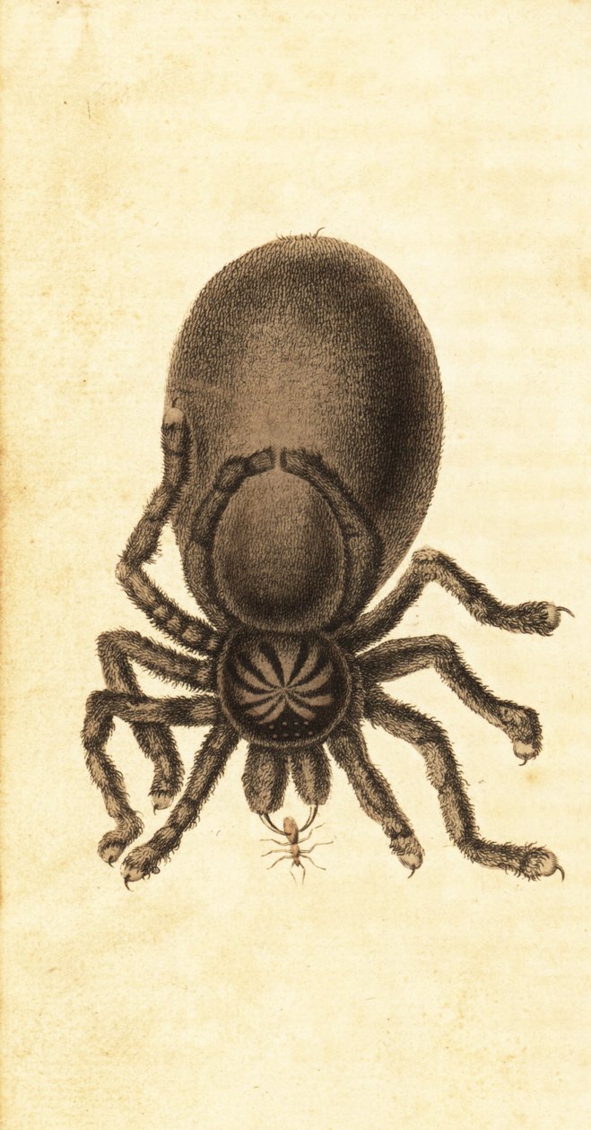 Tarantula różowa, Avicularia avicularia. 1800 (grawerowanie) autorstwa John Gabriel Stedman