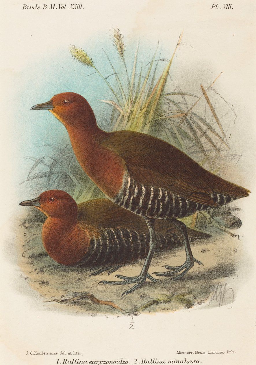 Ptaki Filipin autorstwa John Gerrard Keulemans