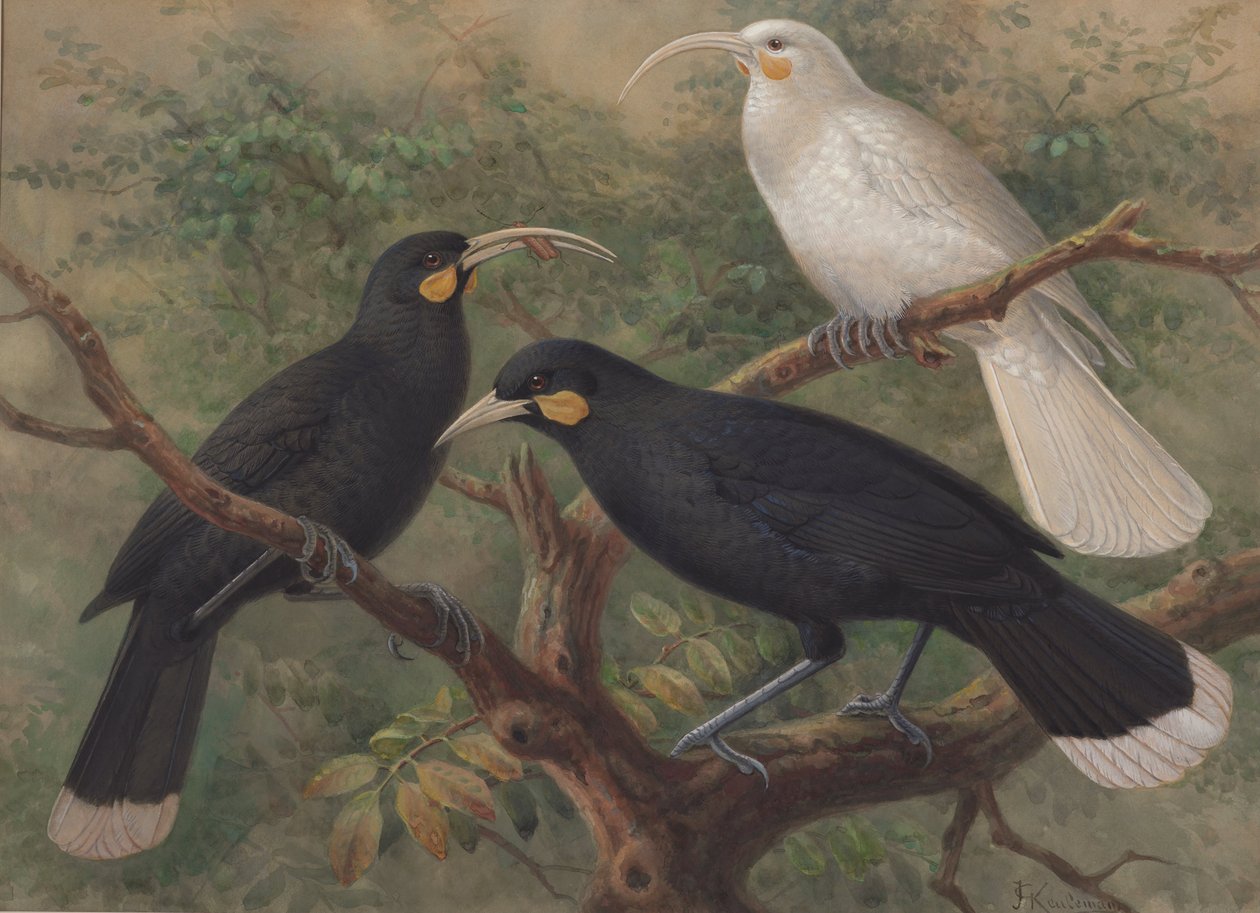 Trzy Huia (Heteralocha acutirostris) autorstwa John Gerrard Keulemans