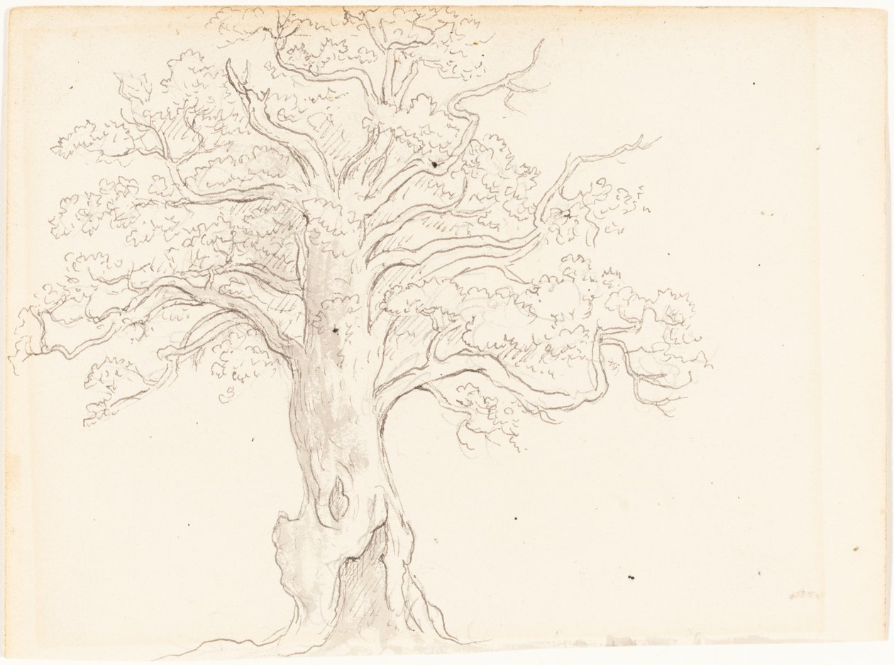 Dąb autorstwa John Glover