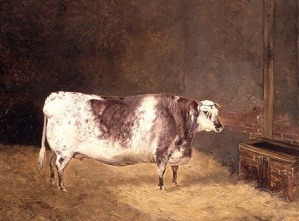 Krowa krótkoroga autorstwa John Goode