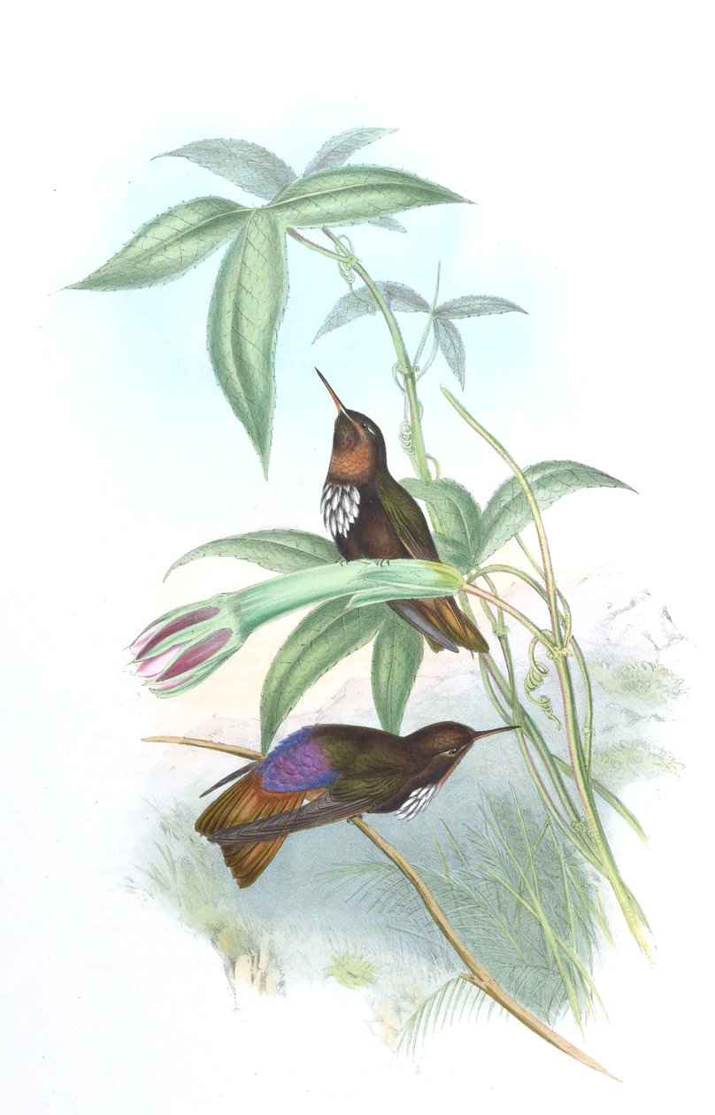 Aglaeactis castelnaui autorstwa John Gould