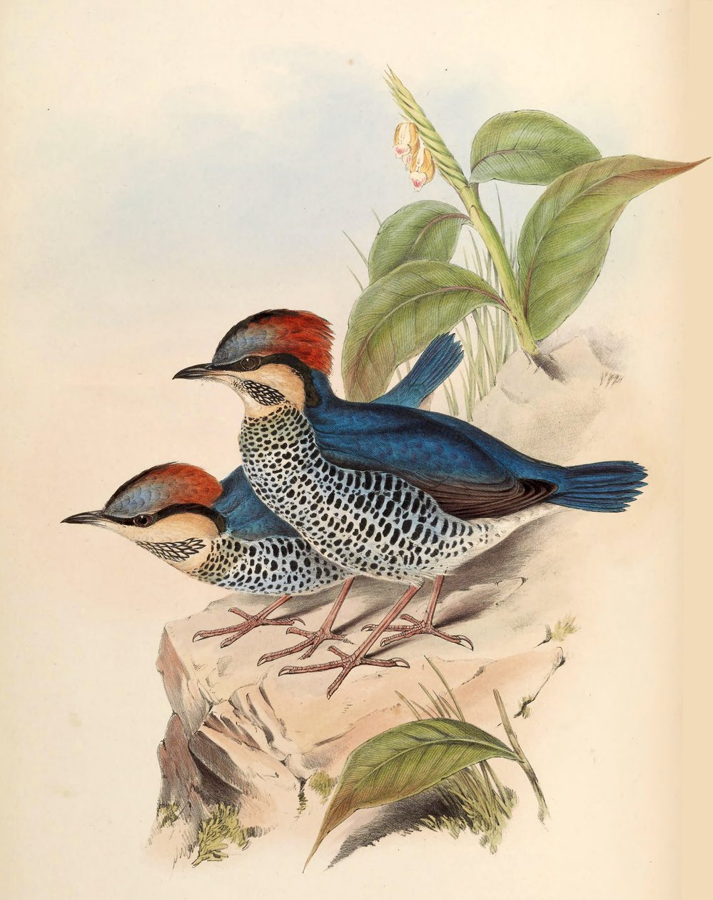 Niebieski Pitta Pitta cyanea Blyth autorstwa John Gould