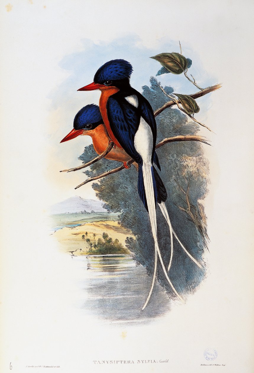 Rajski zimorodek (Tanysiptera sylvia) autorstwa John Gould