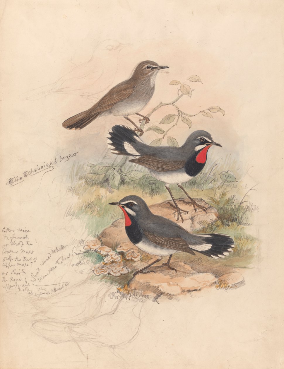 Calliope Tschebaiewi, Prjev. autorstwa John Gould