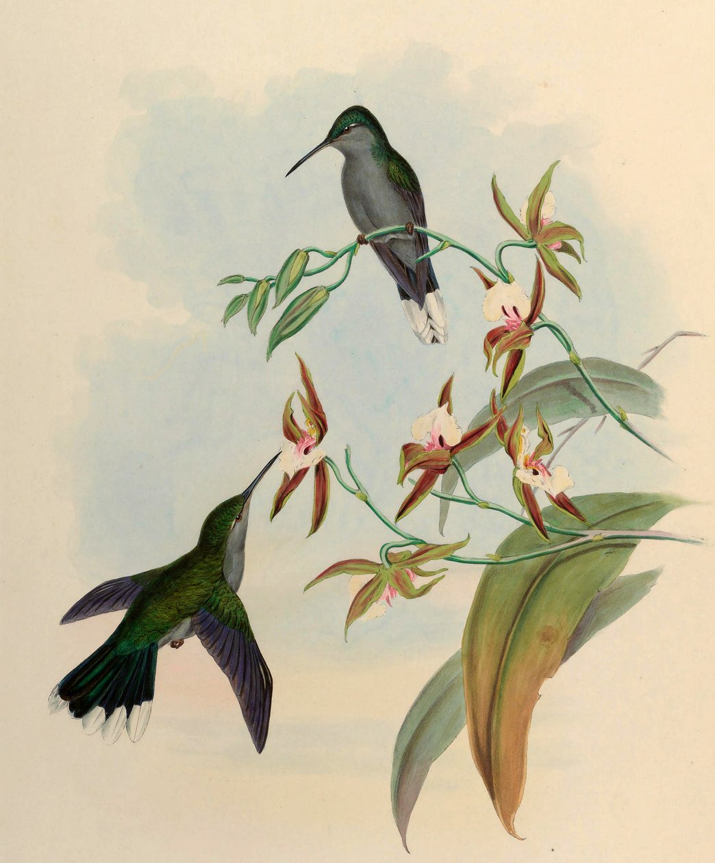 Campylopterus latipennis = Campylopterus largipennis autorstwa John Gould