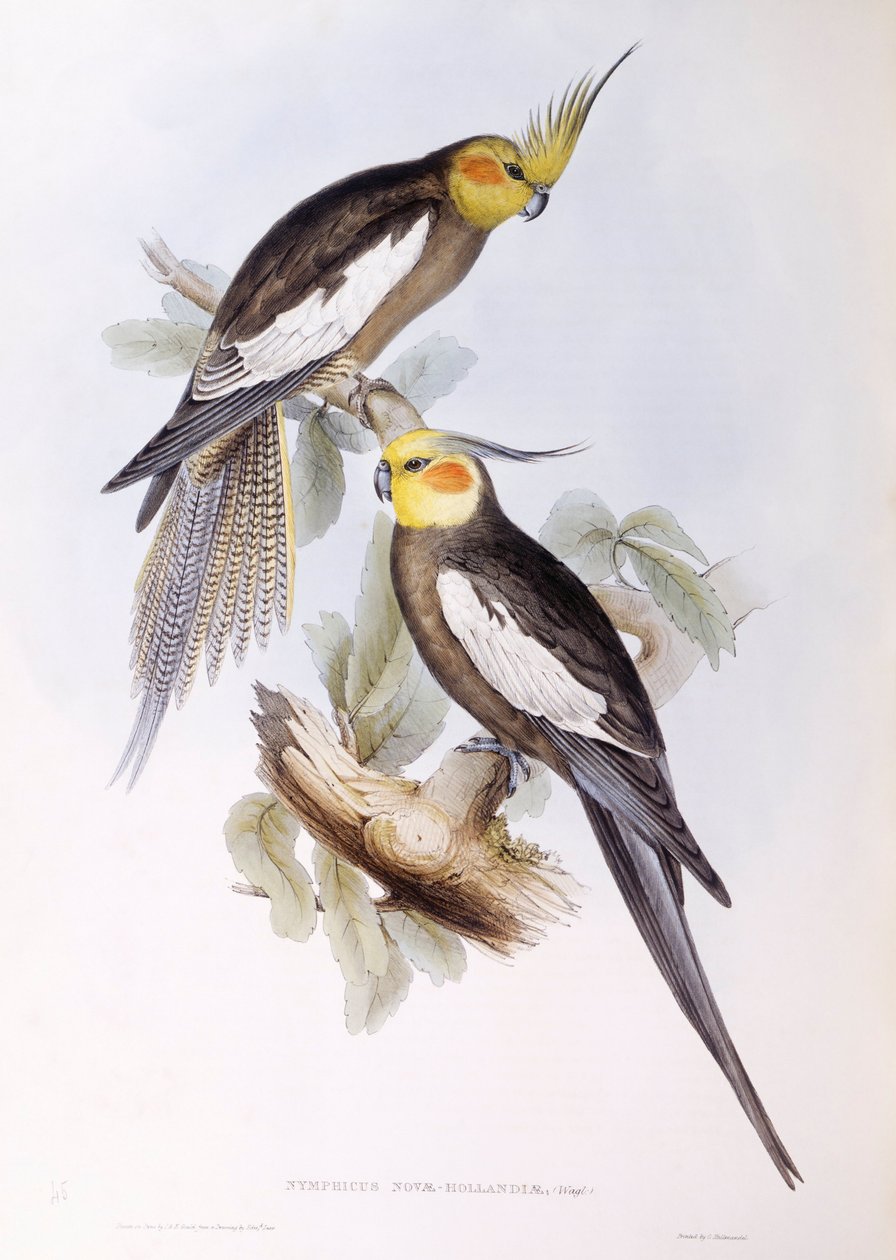 Nimfa (Nymphicus hollandicus), Grawerowanie Johna Gould autorstwa John Gould