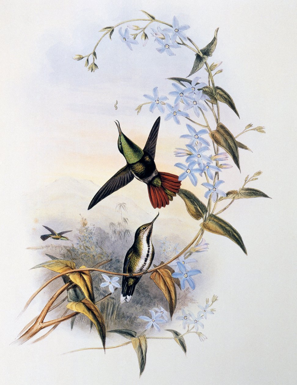 Szydłowiec ognisty (Avocettula recurvirostris) autorstwa John Gould