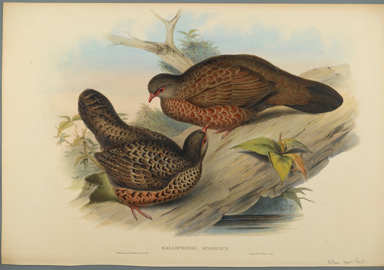 Galloperdix Spadiceus (kolor lito na papierze tkanym) autorstwa John Gould