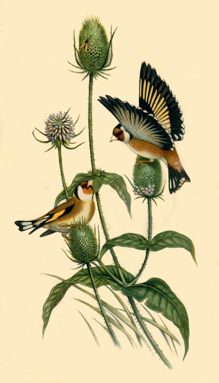 „Szczygły”, 1863, 1942. autorstwa John Gould