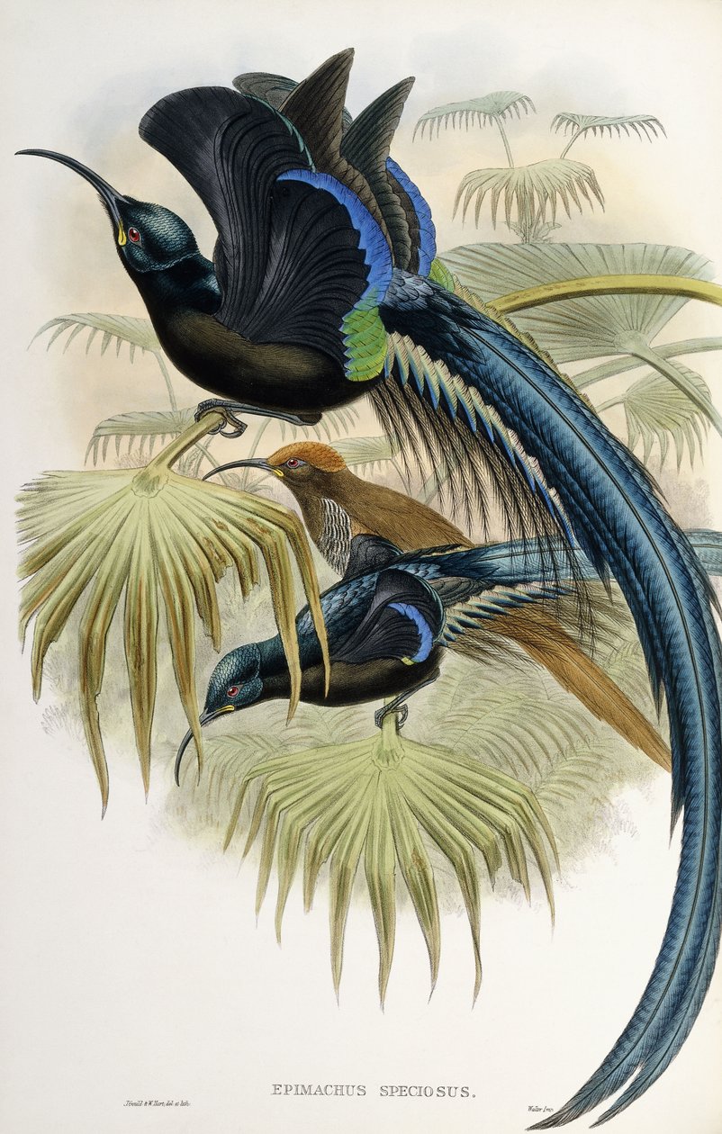 Wielki Rajski ptak sierpowaty autorstwa John Gould