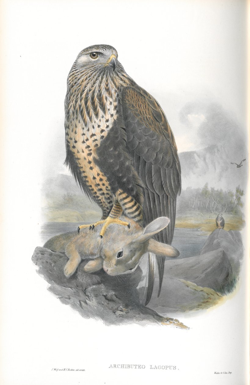 Ilustracja Archibuteo Lagopus (Myszołów szorstki) autorstwa John Gould