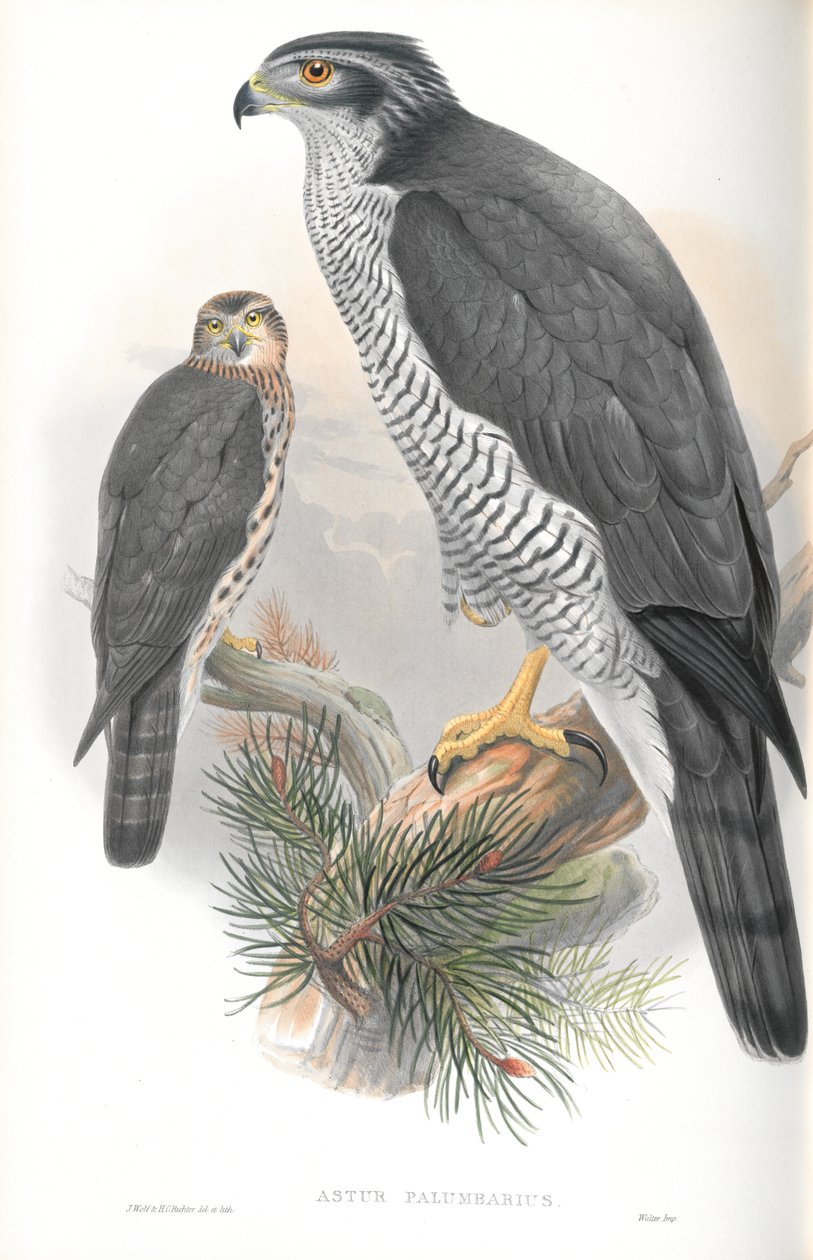 Ilustracja Astur Palumbarius (jastrząb) autorstwa John Gould