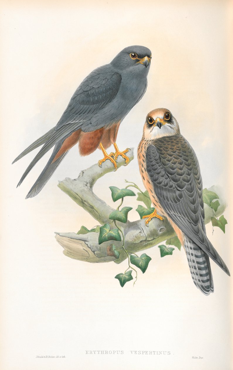 Ilustracja Erythropus Vespertinus (hobby pomarańczowonogie) autorstwa John Gould