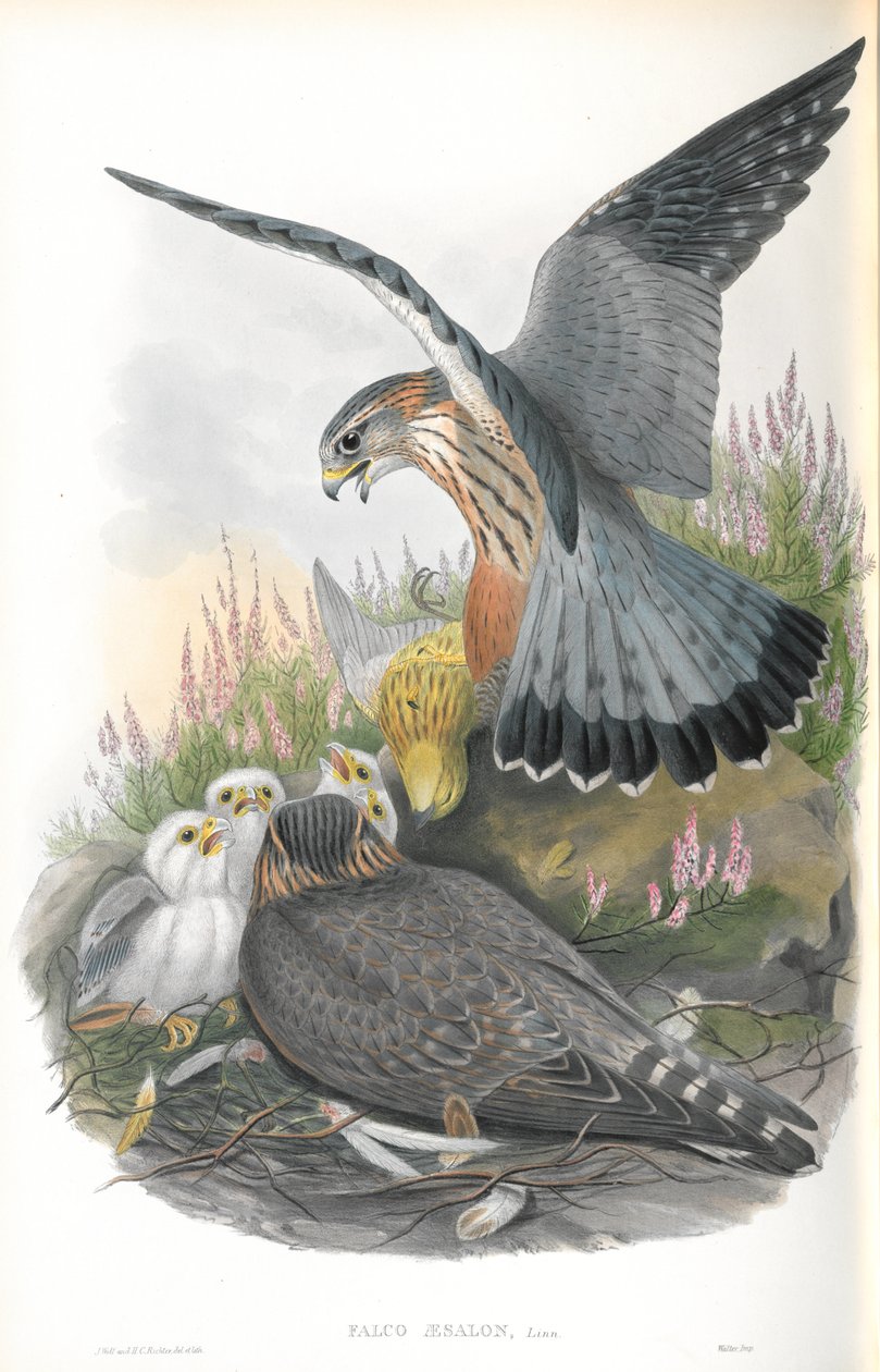 Ilustracja Falco Aesalon (Merlin) autorstwa John Gould