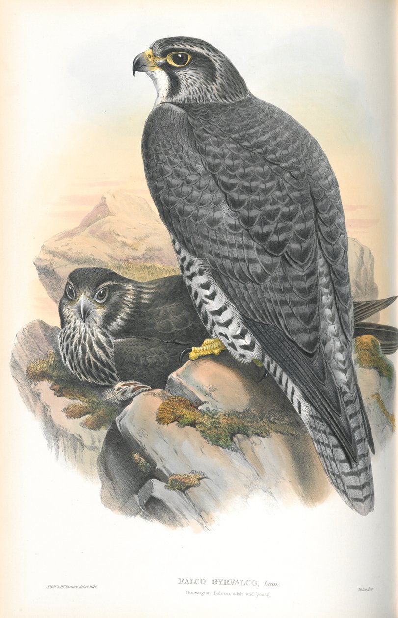 Ilustracja Falco Gyrfalco (norweski Gyrfalcon) autorstwa John Gould