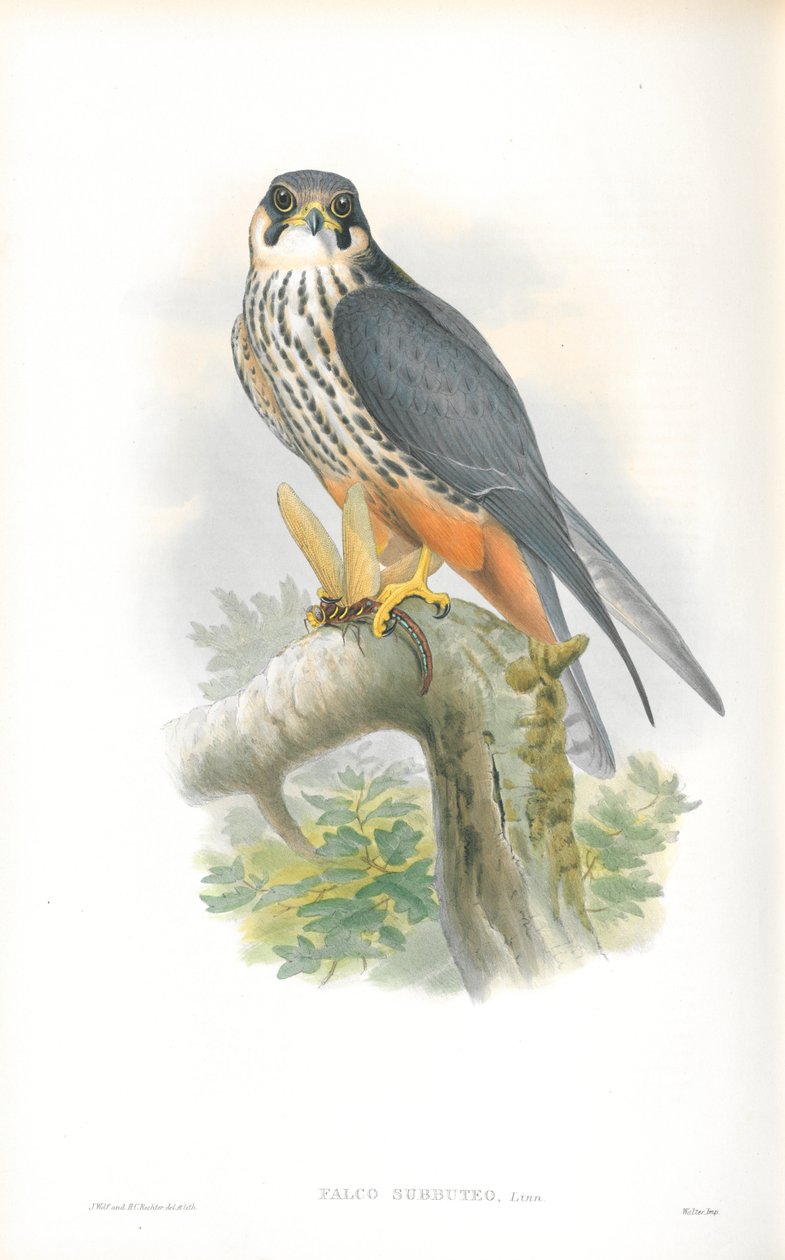 Ilustracja Falco Subbuteo (hobby) autorstwa John Gould