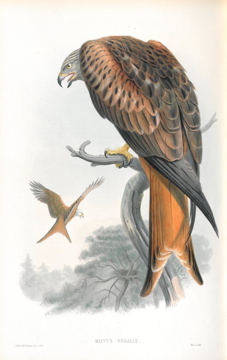 Ilustracja przedstawiająca Milvus Regalis (Latawiec; Gilead) autorstwa John Gould