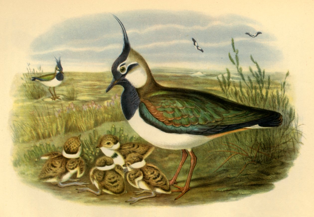 „Czajka i młodzi”, 1865, 1942. autorstwa John Gould