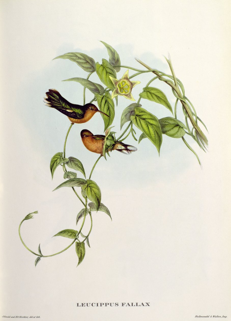 Leucippus Fallax autorstwa John Gould