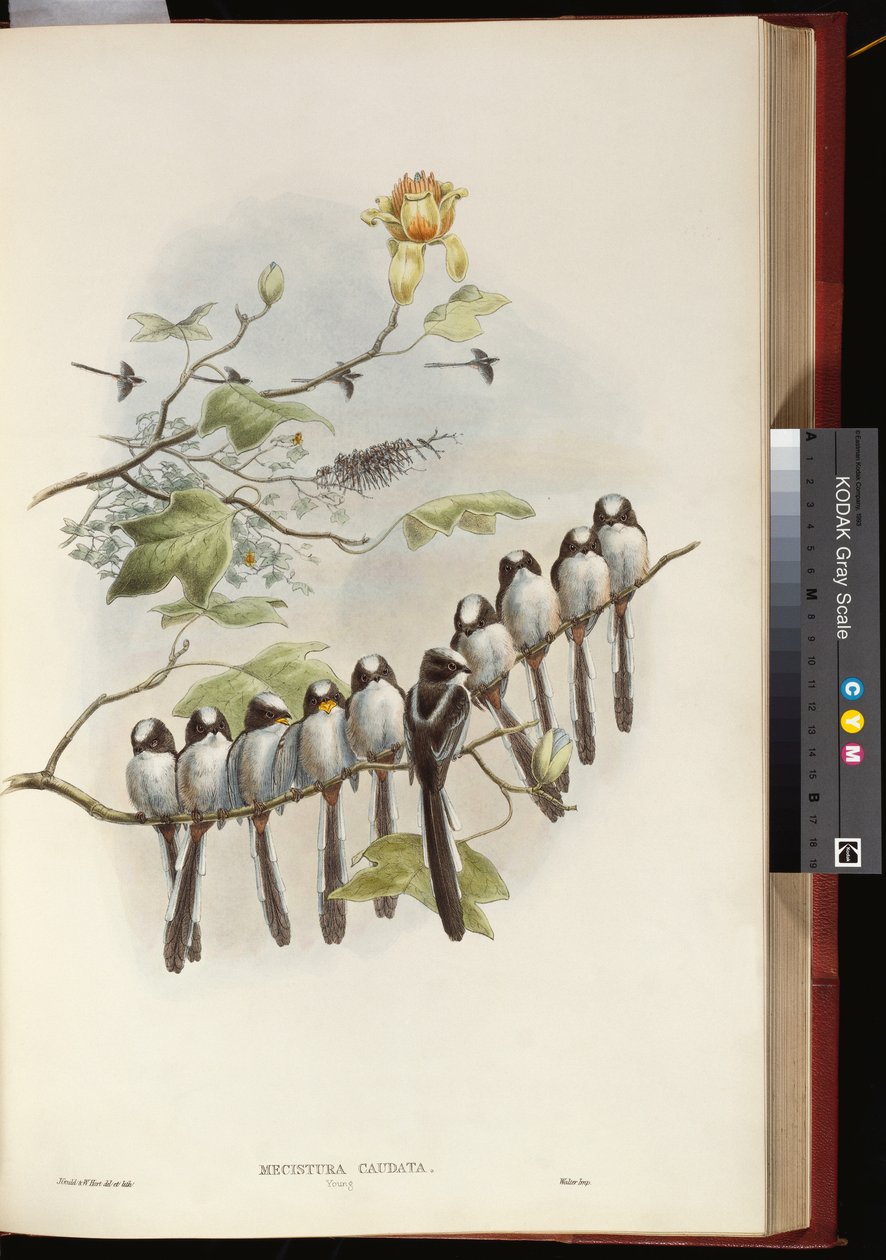 cycek długoogoniasty autorstwa John Gould