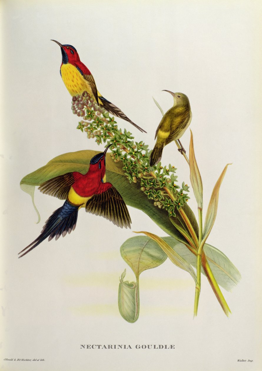 Nectarinia Gouldae z „Ptaki tropikalne”, XIX w. autorstwa John Gould