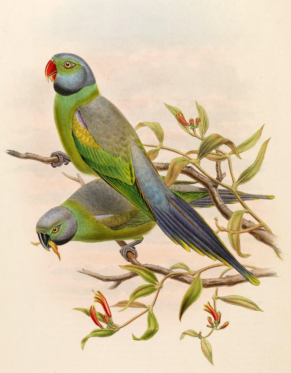 Palaeornis calthropae = Psittacula calthropae autorstwa John Gould