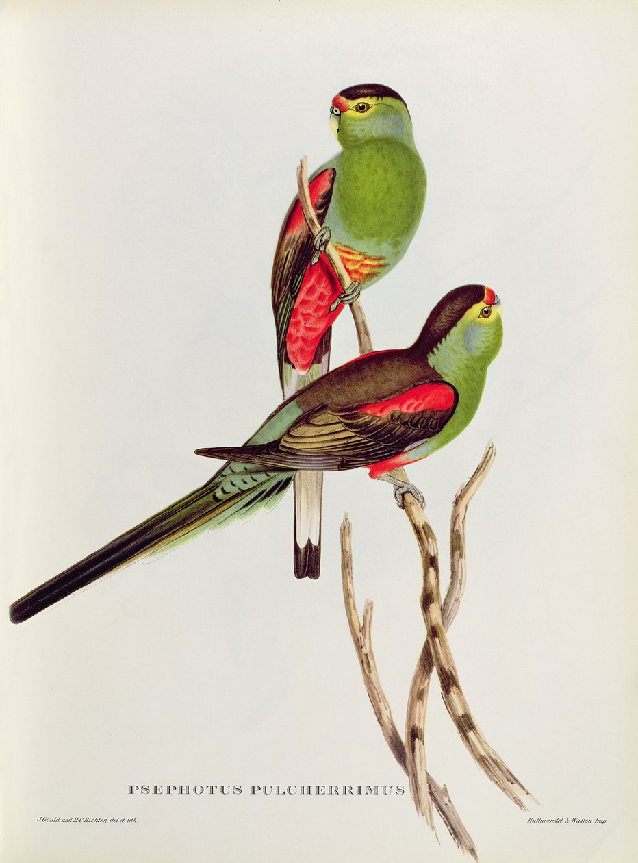 Psefotus autorstwa John Gould