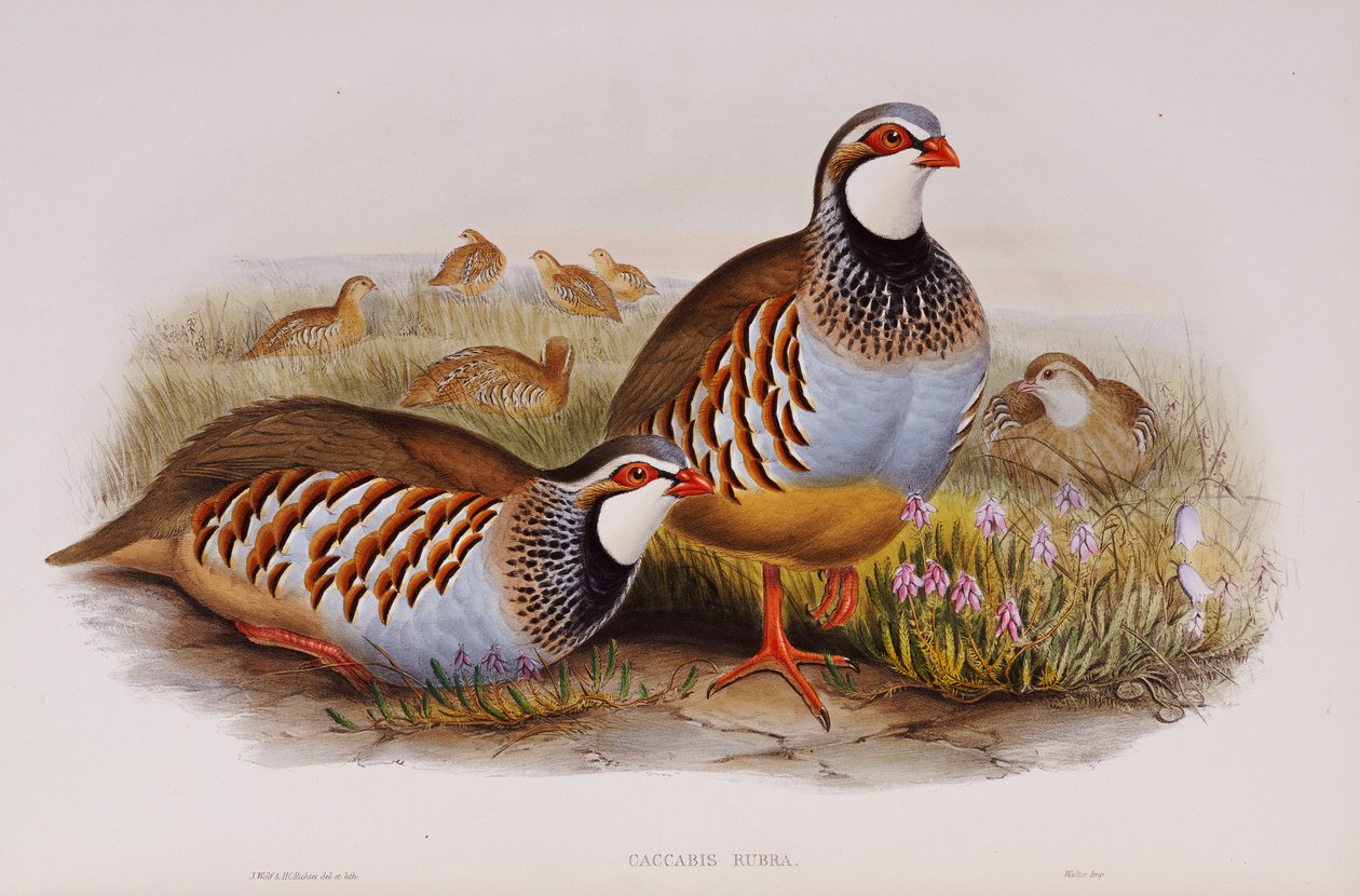 Kuropatwy czerwononogie, 1862-73 autorstwa John Gould