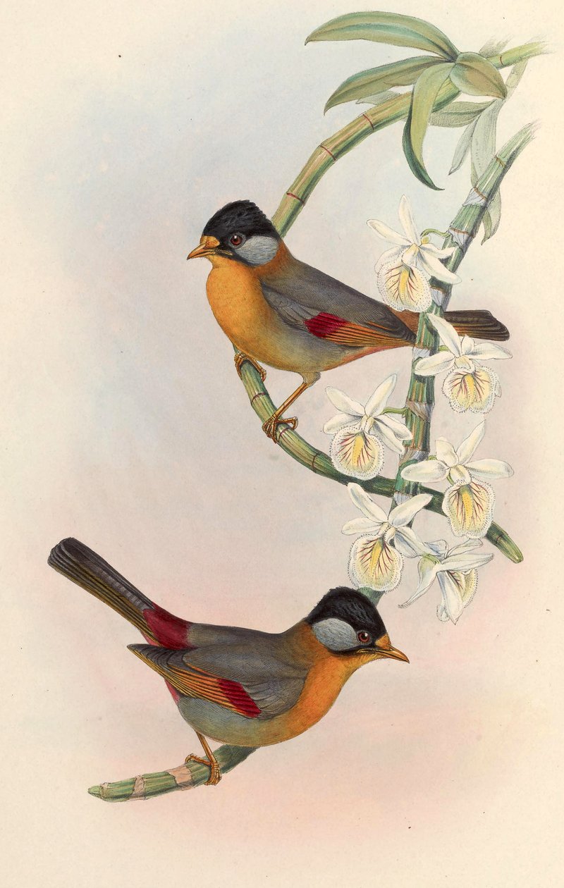 Mesia srebrnoucha (Leiothrix srebrzystoucha) Leiothrix argentauris (Hodgson) autorstwa John Gould