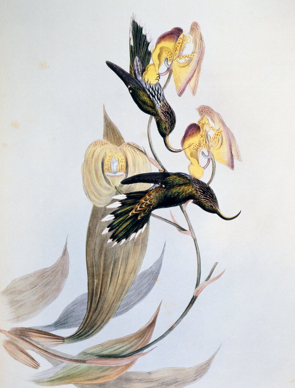 Chrobotek białopłetwy (Eutoxeres aquila) autorstwa John Gould