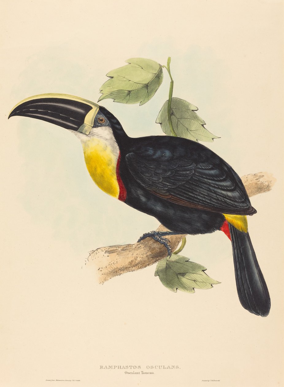 Całowanie Tukana autorstwa John Gould and Elizabeth Gould
