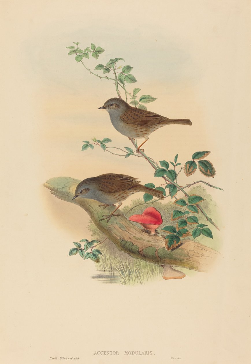 Accentor modularis (Dunnock) autorstwa John Gould and H.C. Richter