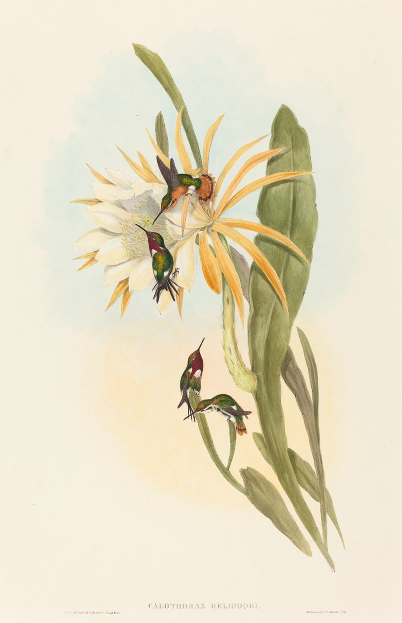 Calothorax heliodorus autorstwa John Gould and H.C. Richter