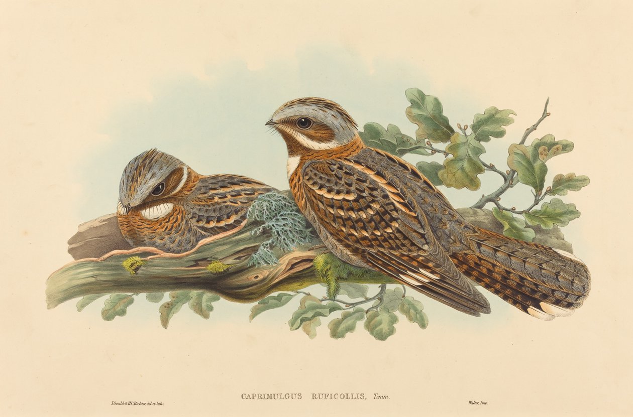 Caprimulgus Ruficolli autorstwa John Gould and H.C. Richter