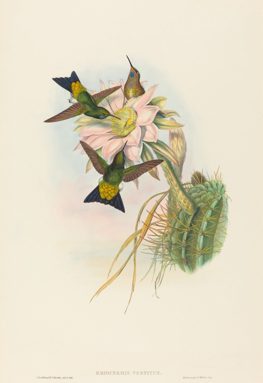 Świecąca Puff-Leg (Świecąca Puff-Leg) autorstwa John Gould and H.C. Richter