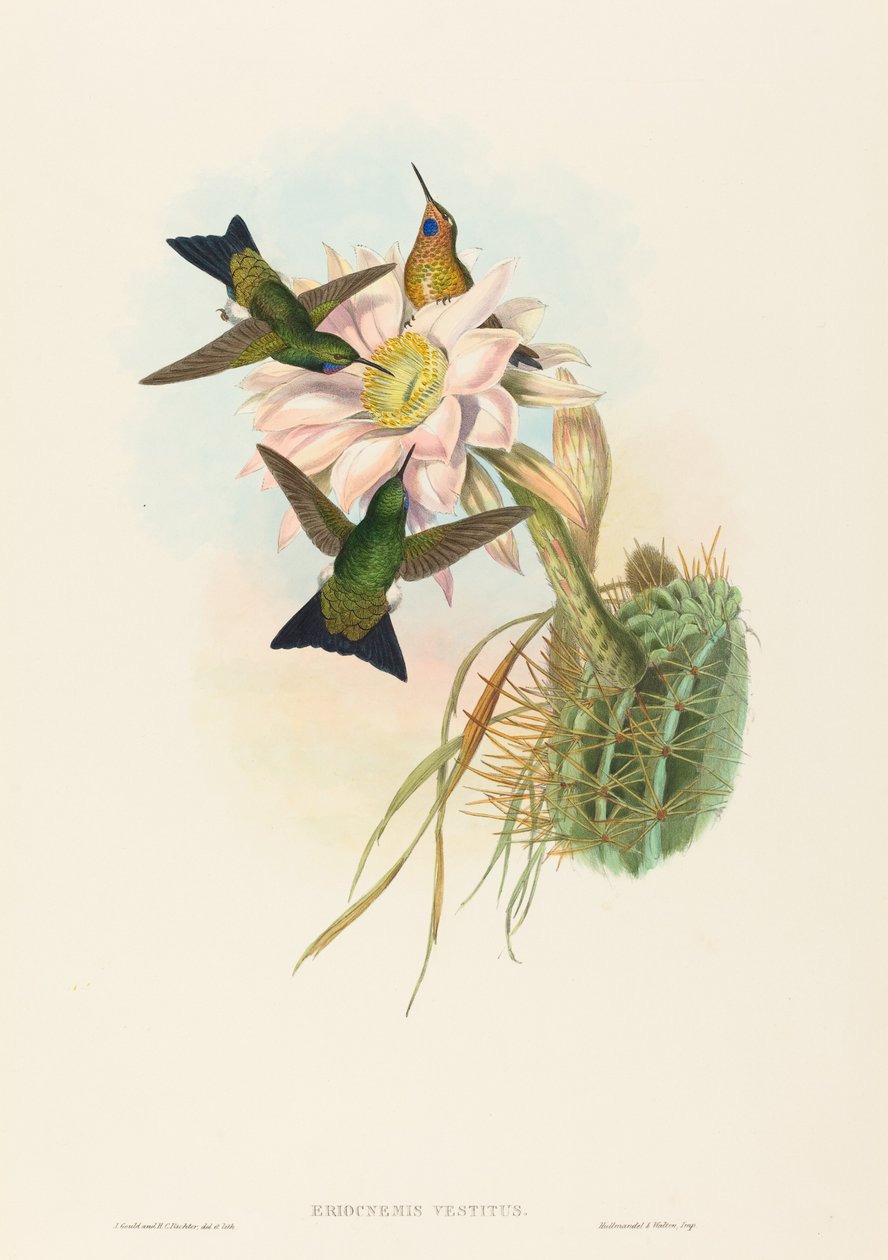 Świecąca Puff-Leg (Świecąca Puff-Leg) autorstwa John Gould and H.C. Richter
