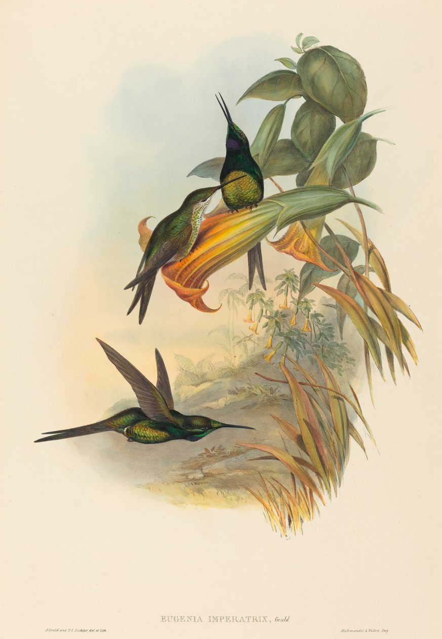 Cesarzowa Koliber autorstwa John Gould and H.C. Richter