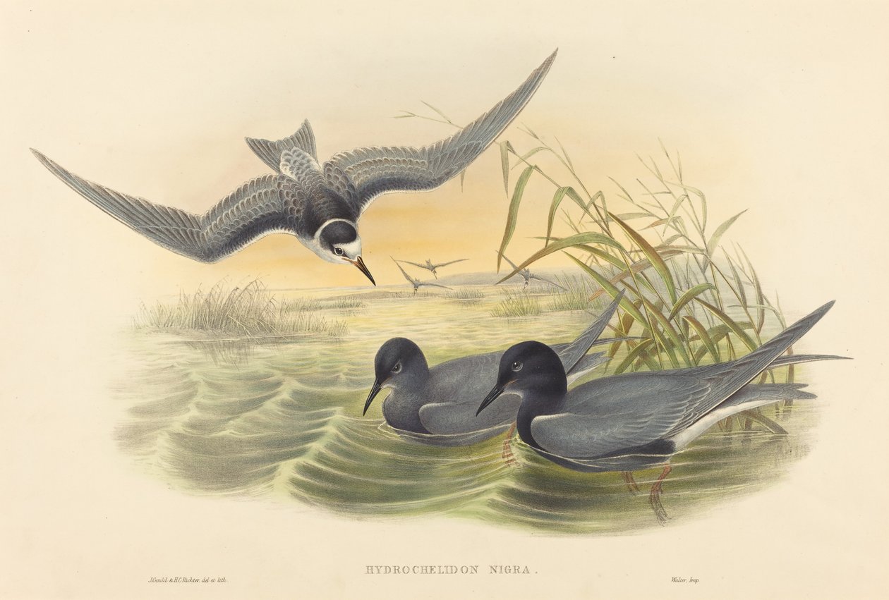 Hydrochelidon nigra autorstwa John Gould and H.C. Richter