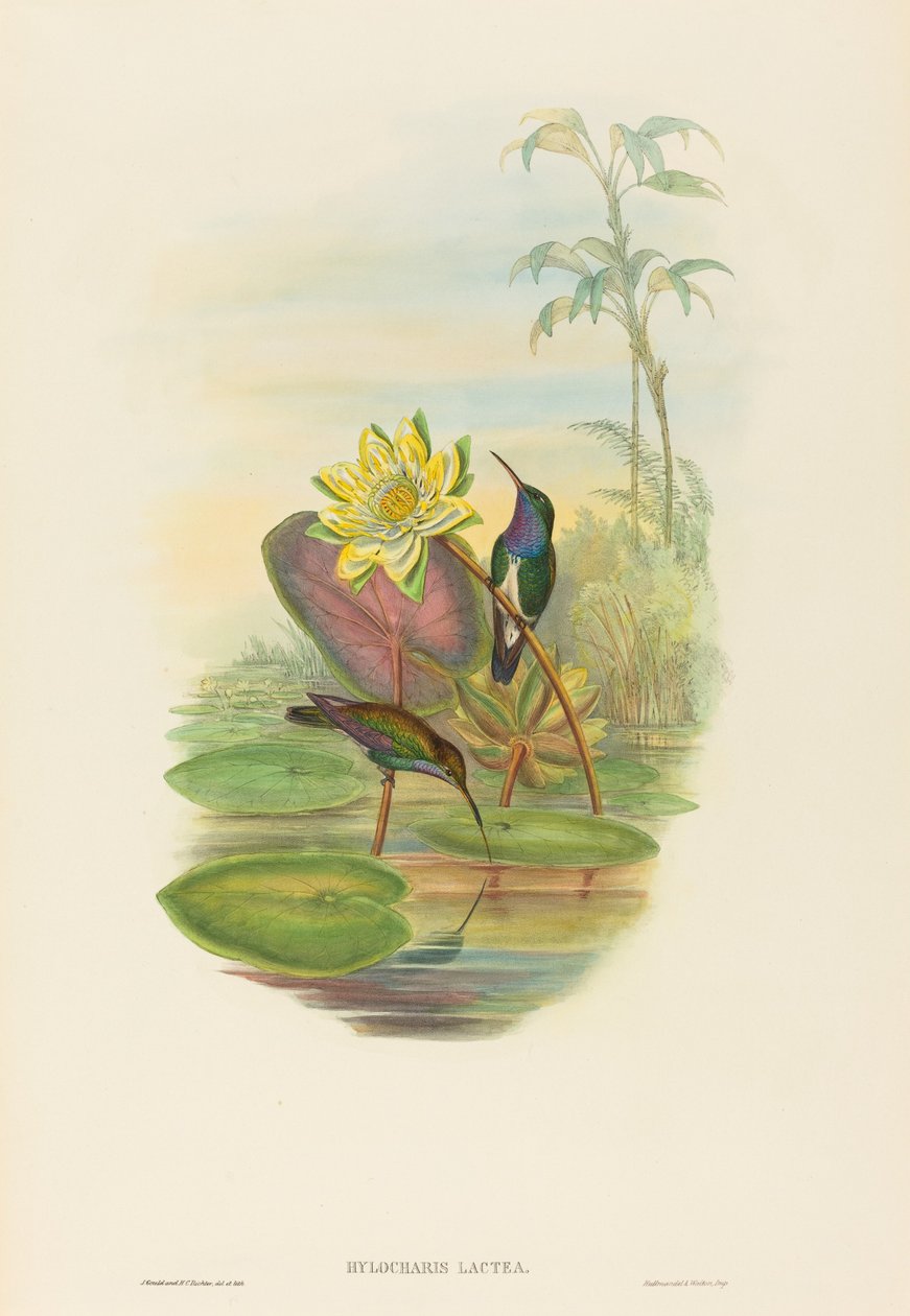 Hylocharis lactea (Szmaragd z szafirem) autorstwa John Gould and H.C. Richter