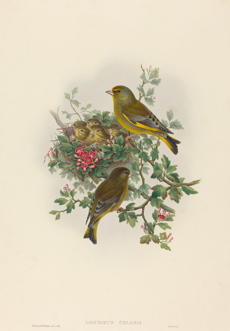 Ligurinus chloris (dziwoń) autorstwa John Gould and H.C. Richter