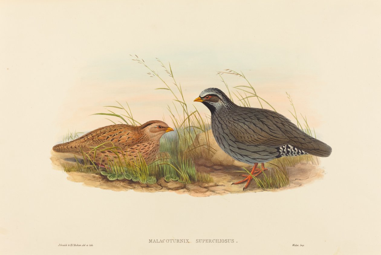 Malacoturnix superciliosus (przepiórka górska) autorstwa John Gould and H.C. Richter