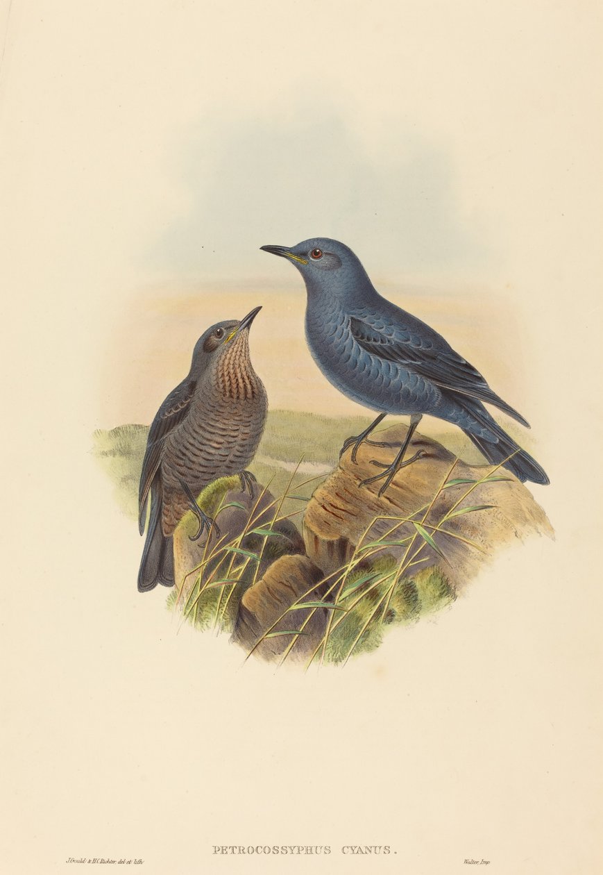 Petrocossyphus cyanus (niebieski drozd skalny) autorstwa John Gould and H.C. Richter