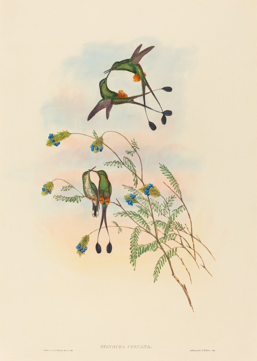 Spathura peruana (peruwiańska rakieta-ogon) autorstwa John Gould and H.C. Richter