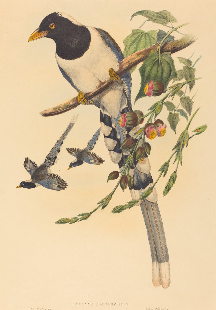 Urocissa magnirostris autorstwa John Gould and H.C. Richter