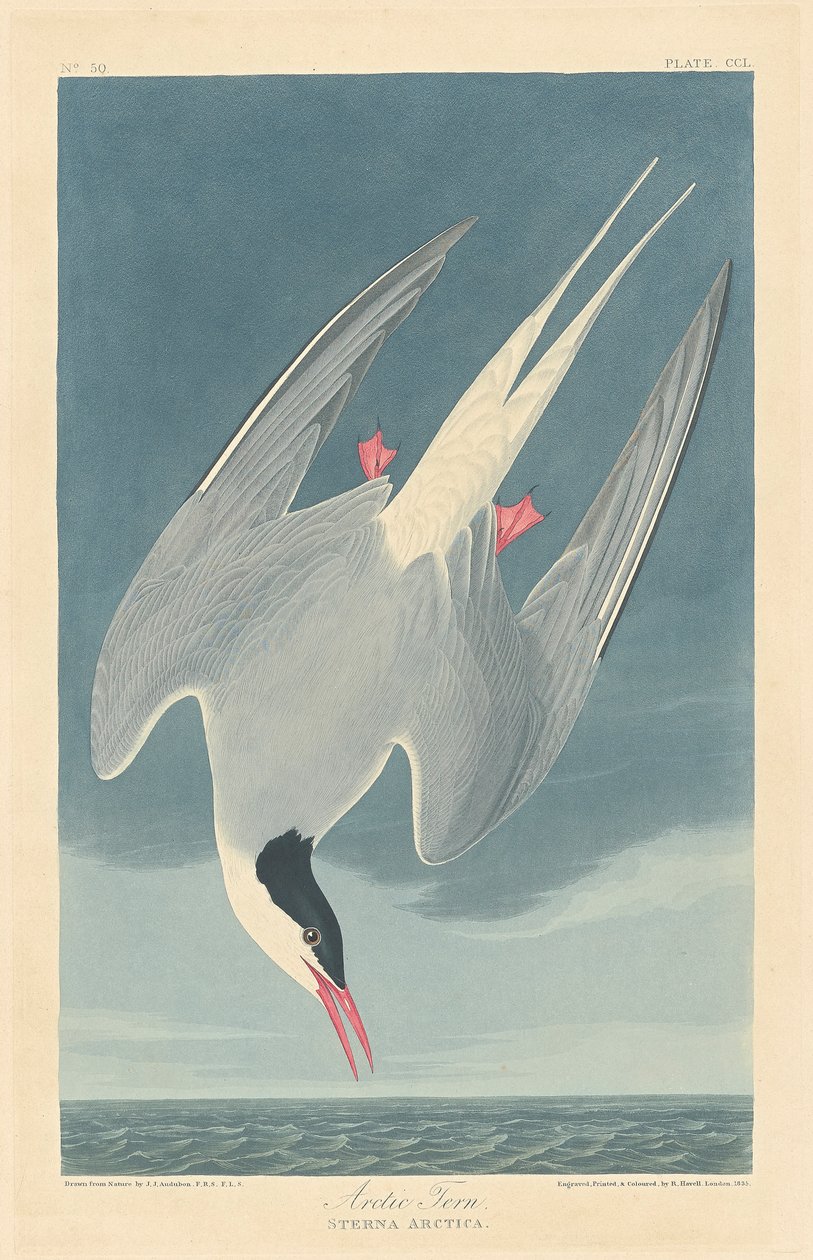 Rybitwa popielata autorstwa John James (after) Audubon