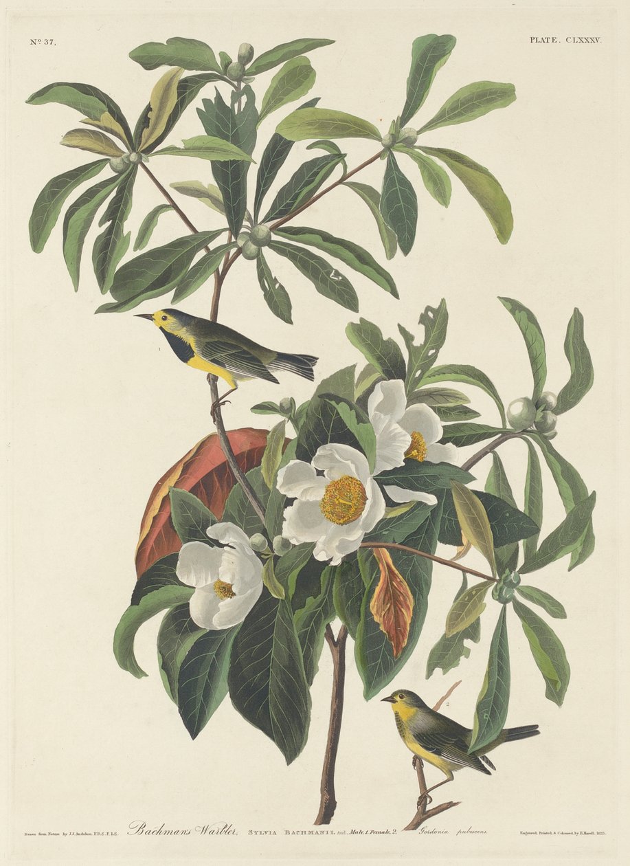Pokrzewka Bachmana autorstwa John James (after) Audubon