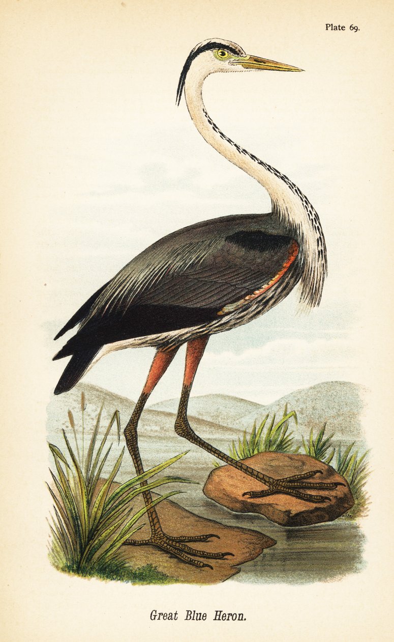 Great Blue Heron, Ardea Herodias autorstwa John James (after) Audubon