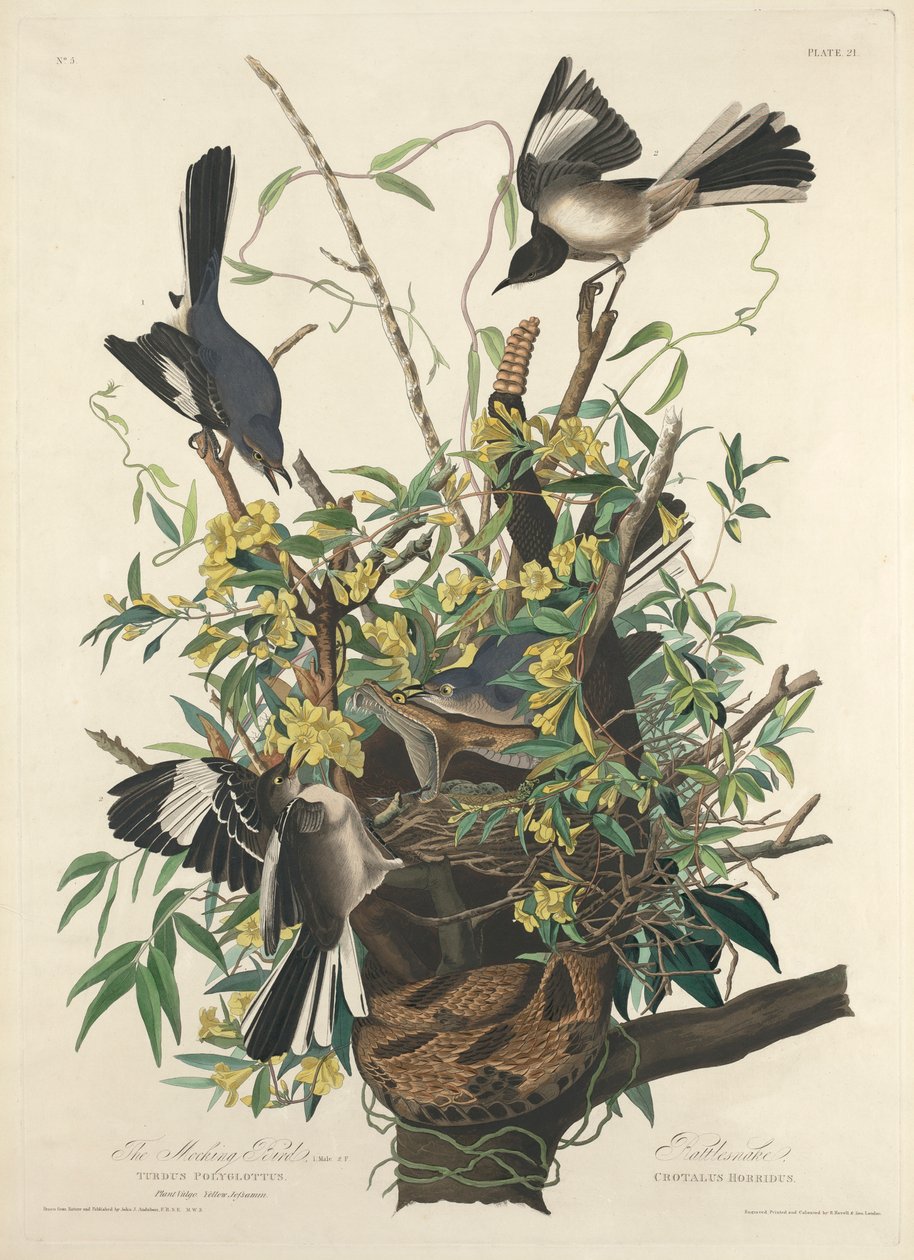 Przedrzeźniający Ptak autorstwa John James (after) Audubon