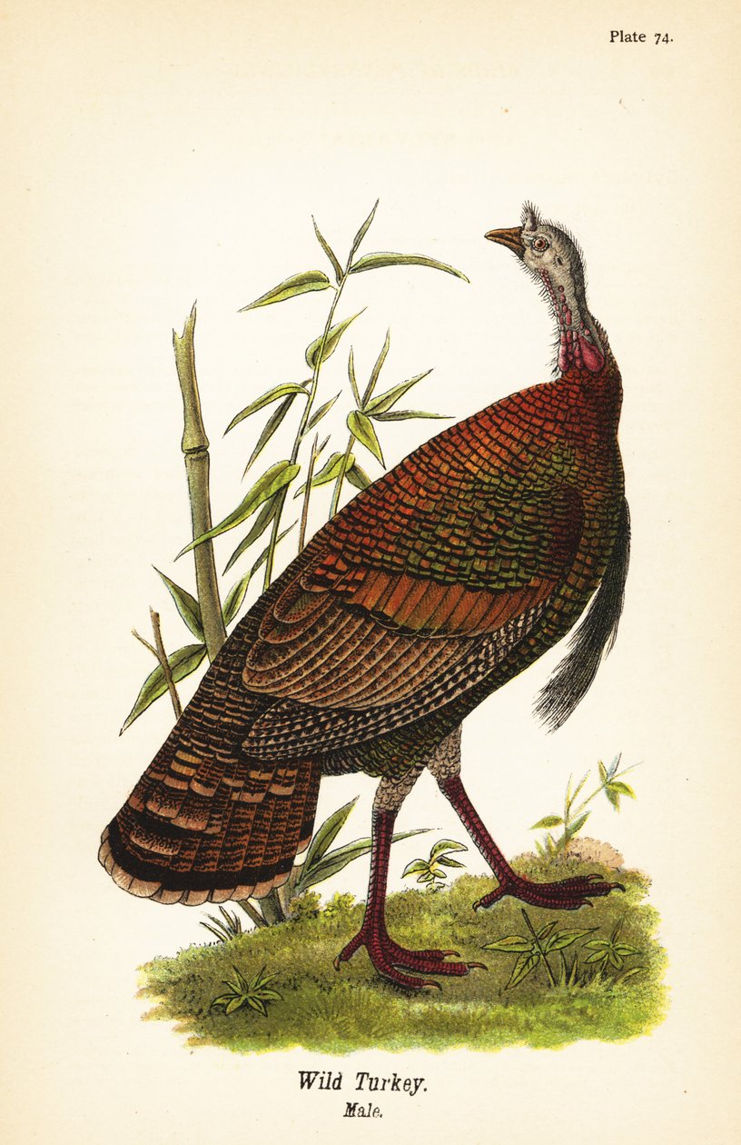 Dziki indyk, Meleagris gallopavo, samiec autorstwa John James (after) Audubon